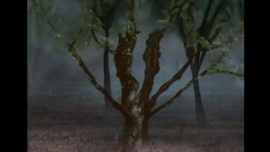 From Seed to Tree